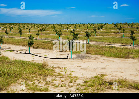 Giovani alberi di arancio con i trunk avvolto per protezione e con sotto agli alberi di irrigazione, Polk County, Florida, Stati Uniti d'America Foto Stock