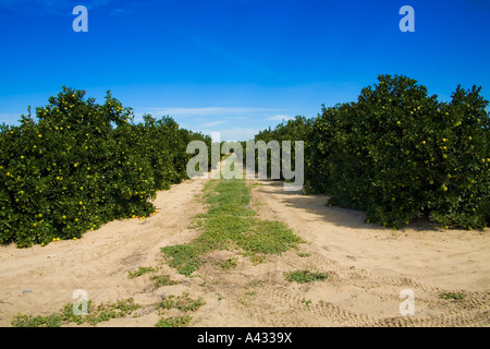 Aranceti, Polk County, Florida, Stati Uniti d'America. Foto Stock