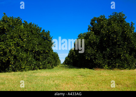 Aranceti, Polk County, Florida, Stati Uniti d'America. Foto Stock