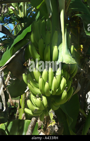 Una mano di banane che cresce in un villaggio a Viti Levu, (Grande Figi) nel Sud del Pacifico Foto Stock
