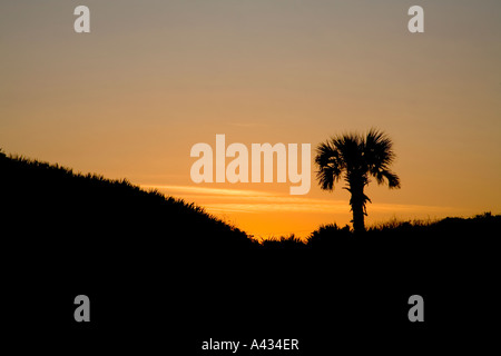 Tramonto a Ponte Vedra Beach in Florida con un cavolo cappuccio palm, la struttura dello stato della Florida. Foto Stock