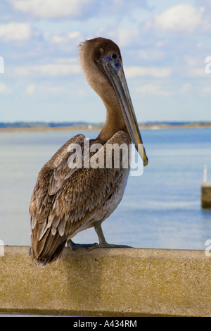 Un orientale Brown Pelican seduta sul molo Foto Stock