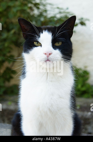 Funny animals &nero gatto bianco Foto Stock