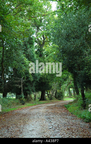 Percorso attraverso gli alberi del bosco Foto Stock