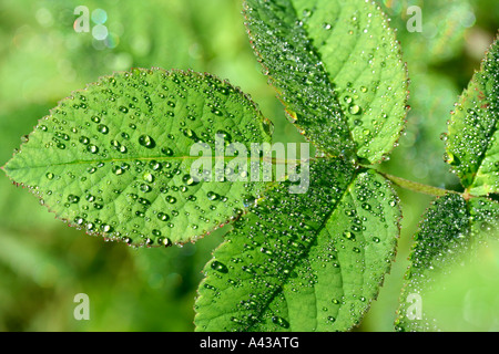 Foglie di Rose con goccioline Foto Stock