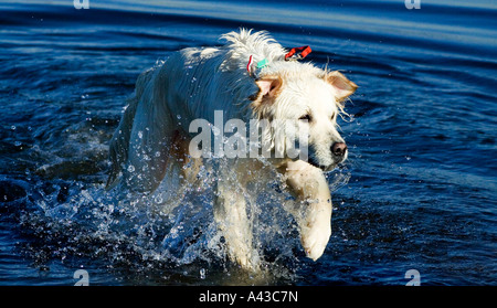 Cane in acqua agitando, Golden Retriever. Foto Stock