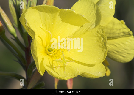 Enotera Oenothera biennis flower close up Ringwood Hampshire Inghilterra Foto Stock