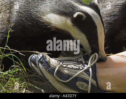 Ragazza con adulto badger, Meles meles. Foto Stock