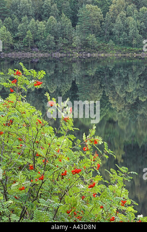 Rowan tree, Sorbus aucuparia, bacche rosse e riflessi nel lago, Glen Affric. Foto Stock