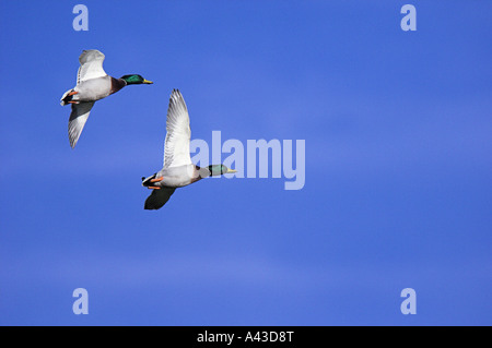Due adulti germani reali (Anas platyrhynchos) sorvolano Inghilterra. Foto Stock