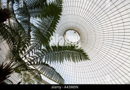 Il recentemente ristrutturato Kibble Palace in Botanic Gardens Glasgow REGNO UNITO felci arboree formare il pezzo centrale nella spettacolare glasshous Foto Stock