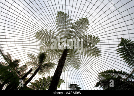 Il recentemente ristrutturato Kibble Palace in Botanic Gardens Glasgow REGNO UNITO felci arboree formare il pezzo centrale nella spettacolare glasshous Foto Stock