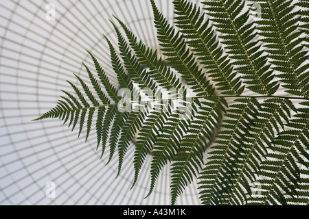 Il recentemente ristrutturato Kibble Palace in Botanic Gardens Glasgow REGNO UNITO felci arboree formare il pezzo centrale nella spettacolare glasshous Foto Stock