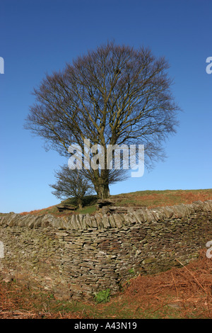 Albero dietro a secco muro di pietra Foto Stock