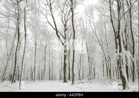 Scena di neve che mostra centinaia di faggio, con i loro tronchi coperti in fresco bianco della neve Foto Stock