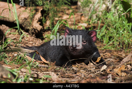 Diavolo della Tasmania, sarcophilus harrisi, singolo adulto in appoggio in sun Foto Stock