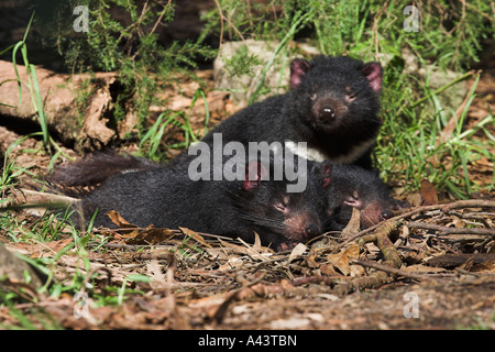 Diavolo della Tasmania, sarcophilus harrisi, tre adulti in appoggio in sun Foto Stock