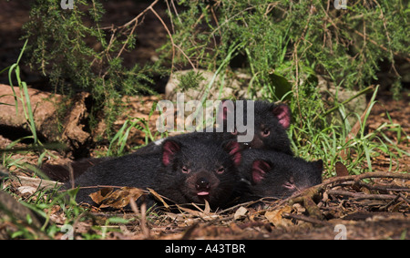 Diavolo della Tasmania, sarcophilus harrisi, tre adulti in appoggio in sun Foto Stock