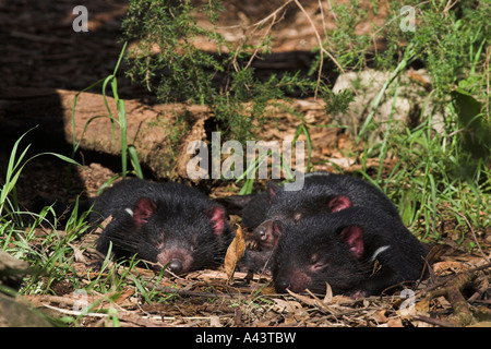 Diavolo della Tasmania, sarcophilus harrisi, tre adulti in appoggio in sun Foto Stock