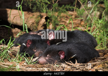 Diavolo della Tasmania, sarcophilus harrisi, tre adulti in appoggio in sun Foto Stock