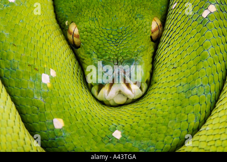 Green Tree Python Chondropython viridis Distribuzione di foreste pluviali della Nuova Guinea e isole adiacenti Foto Stock