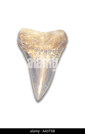 Fossile di squalo mako (Isurus Hastalis) dente dall epoca Oligocene Foto Stock