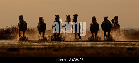 I cavalli bianchi Camargue Francia Aprile Foto Stock