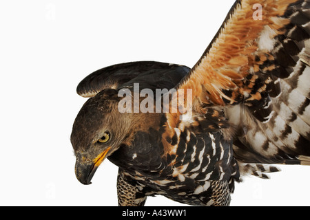 Aquila coronata Stephanoaetus coronatus Africa Distribuzione Foto Stock