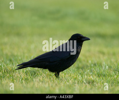 Carrion Crow Corvus corone Northumberland REGNO UNITO Foto Stock