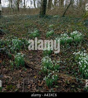 Snowdrops Northumberland February Foto Stock