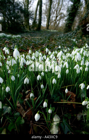 Snowdrops Northumberland February Foto Stock