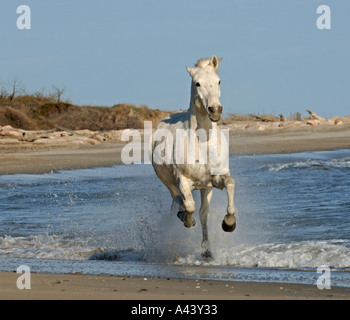 Camargue White Horse Camargue Francia Aprile Foto Stock