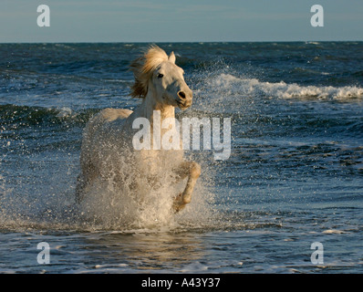 I cavalli bianchi Camargue Francia Aprile Foto Stock