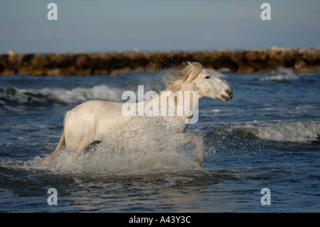 Camargue White Horse Camargue Francia Aprile Foto Stock