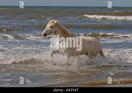 White Horse Camargue Francia Aprile Foto Stock