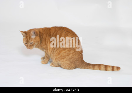 Sam un gatto allo zenzero Foto Stock