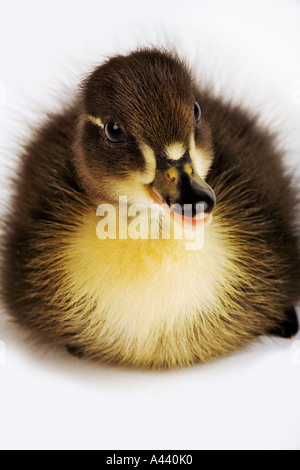 Chiamata anatre anatroccoli piccola Razza di Anatra domestica sviluppata come chiamare le anatre di esca wild mallard in Gran Bretagna e Olanda tenuti come animali domestici Foto Stock