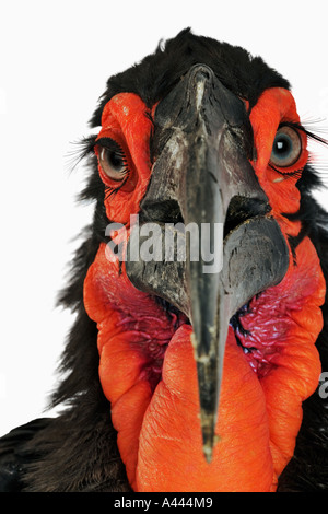 Massa Hornbill Bucorvus leadbeateri più grande di Hornbills e sono principalmente terrestre. Nutrono principalmente di insetti. Trovato in Africa Foto Stock