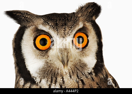 Bianco del sud di fronte il gufo Ptilopsis granti medie uccello notturno con prominenti ciuffi auricolari. Trovato in Africa australe Foto Stock