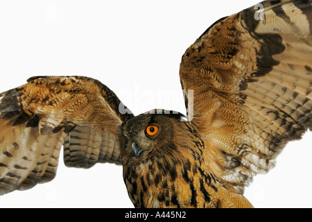 Gufo reale Bubo bubo la distribuzione del Nord Africa Asia Europa Medio Oriente Foto Stock