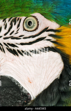 Il blu e il giallo oro Macaw Ara ararauna grandi uccelli colouful con code lunghe visto in gruppi. Vulnarable Foto Stock