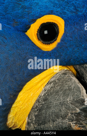 Ara Giacinto Anodorhynchus hyacinthinus distribuzione Brasile Paraguay Bolivia Foto Stock