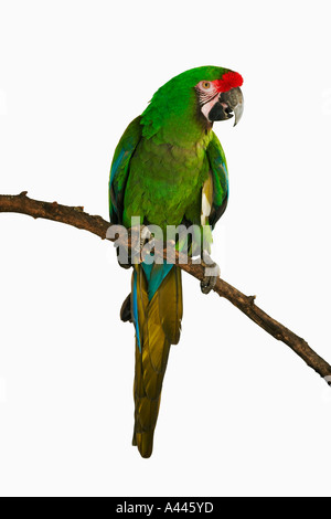 Macaw militare Ara militaris piccolo macaw che è delicato e persino temperato. Trovato in Sud Amarica Foto Stock