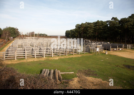 Raccolta bestiame penne beaulieu road station nuova foresta vicino a Lyndhurst hampshire England Regno Unito Foto Stock