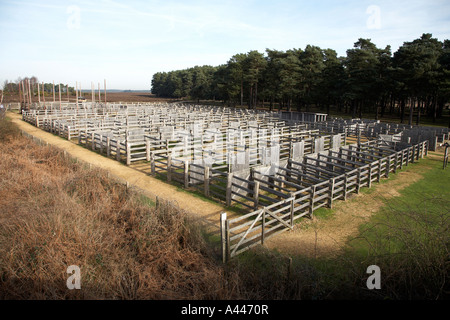 Raccolta bestiame penne beaulieu road station nuova foresta vicino a Lyndhurst hampshire England Regno Unito Foto Stock