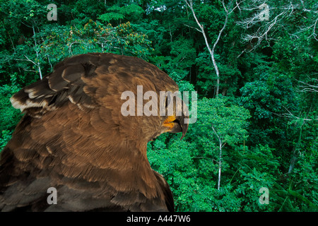 Aquila coronata Stephanoaetus coronatus uccelli carnivori che si nutre di piccoli mammiferi. La distribuzione in Mozambico e Sud Africa. Foto Stock