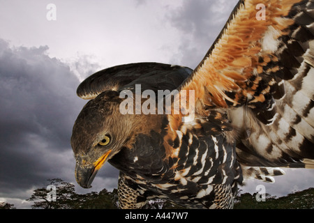 Aquila coronata Stephanoaetus coronatus uccelli carnivori che si nutre di piccoli mammiferi. La distribuzione in Mozambico e Sud Africa. Foto Stock