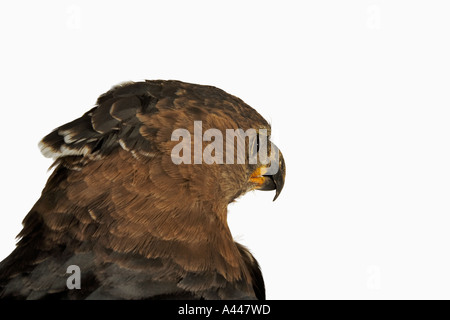 Aquila coronata Stephanoaetus coronatus uccelli carnivori che si nutre di piccoli mammiferi. La distribuzione in Mozambico e Sud Africa. Foto Stock