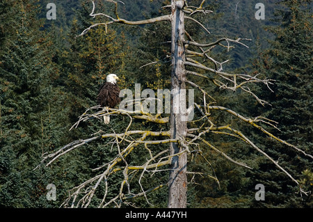 Aquila calva, Haliaeetus leucocephalus, si appoggia sul ramo di un dead abete. Foto Stock