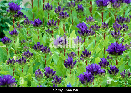 Close-up di blu Campanula glomerata Superba Foto Stock